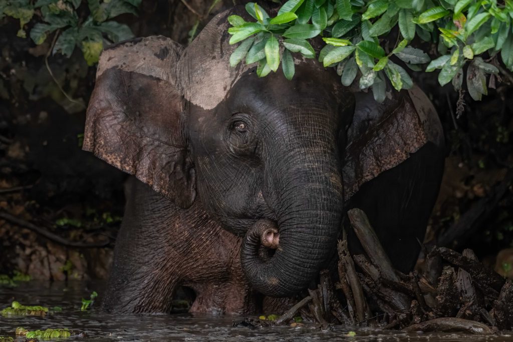 Borneo Pigmy Elephant 2326 for the web-