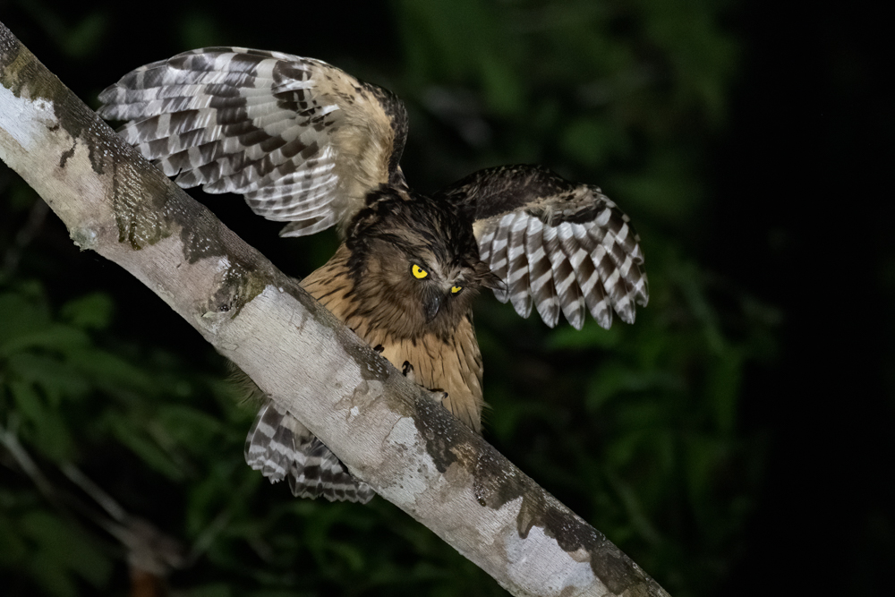 Buffy Fish Owl