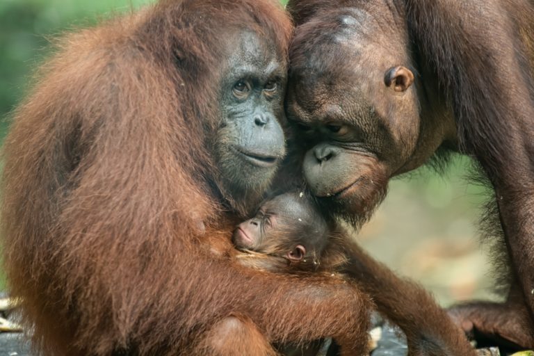 Orangutan Rehabilitation-