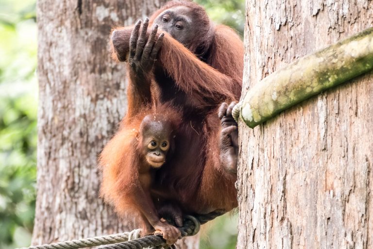 Orangutan Rehabilitation 8961-