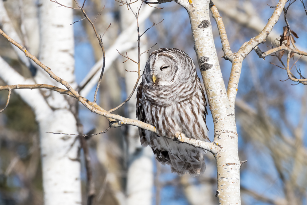 Barred Owl 3811