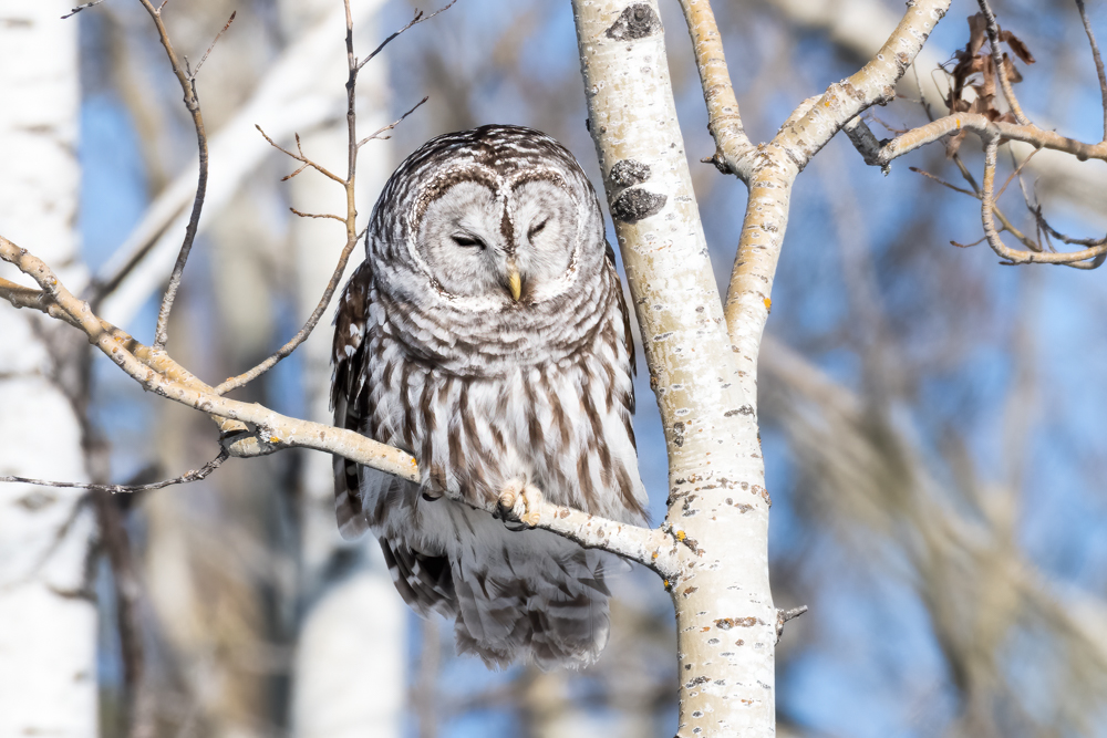 Barred Owl 3819