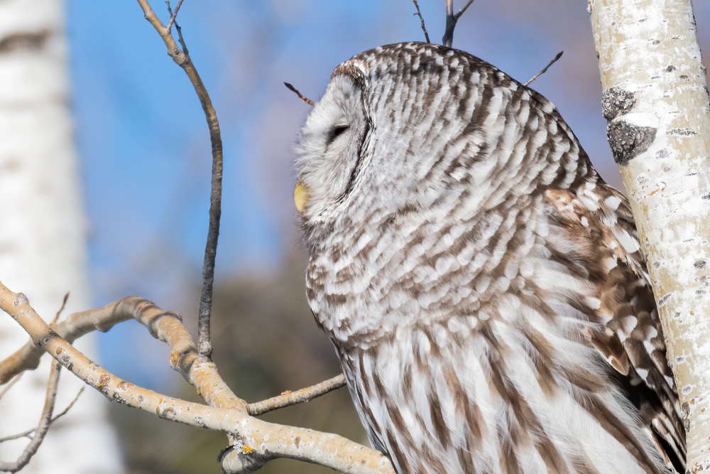 Barred Owl 3895