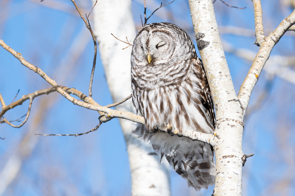 Barred Owl 3901