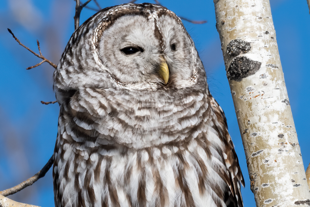 Barred Owl 3993