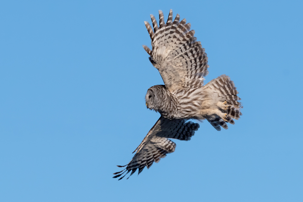 Barred Owl 4169