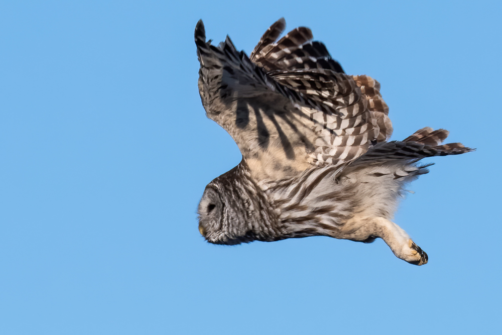 Barred Owl 4174