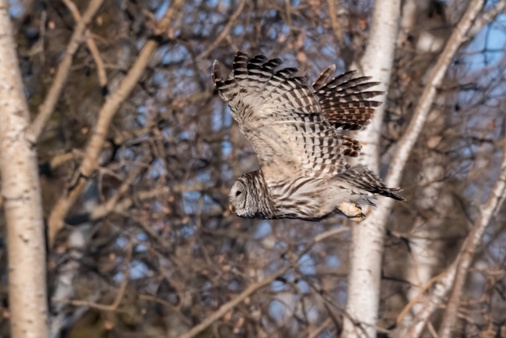 Barred Owl 4178