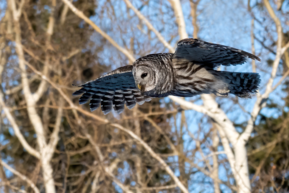 Barred Owl 4223 for web