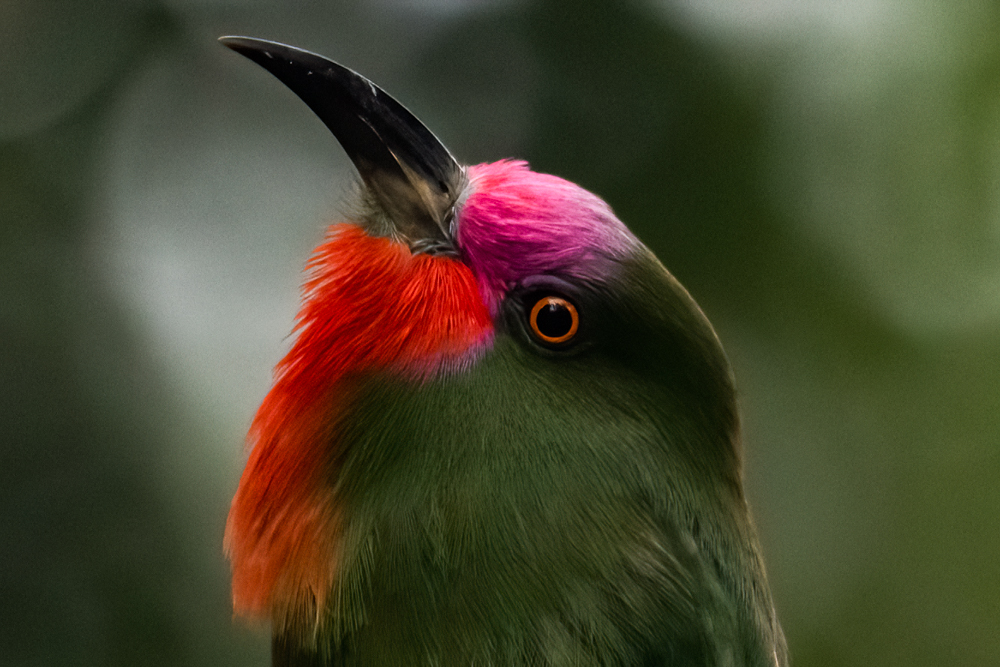 Bee-eater for web (1 of 1)