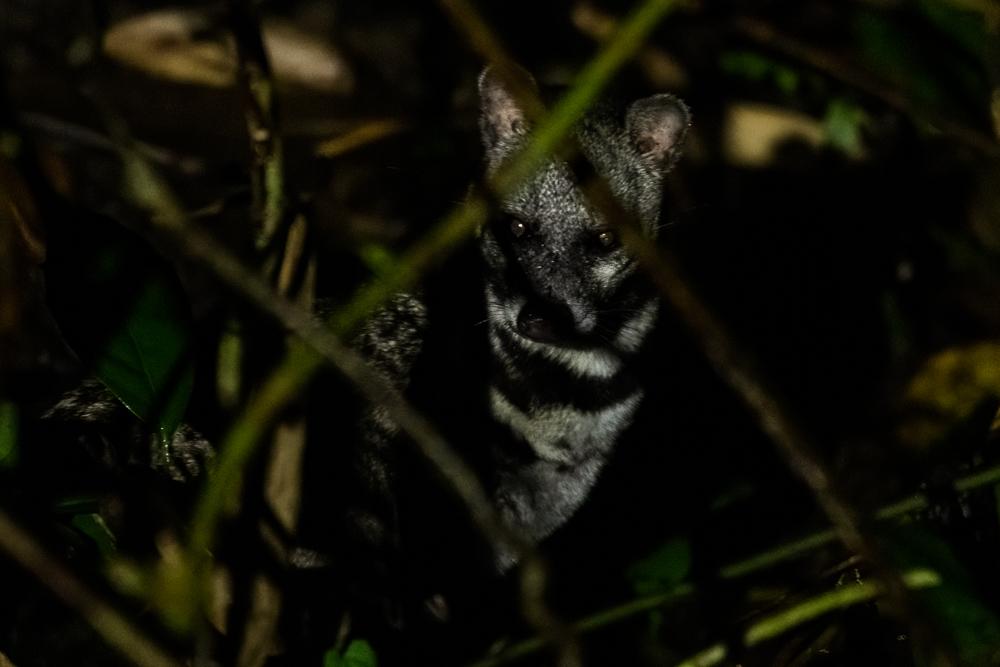 Civet for web (1 of 1)