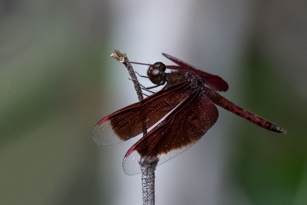 Dragonfly for web (1 of 1)