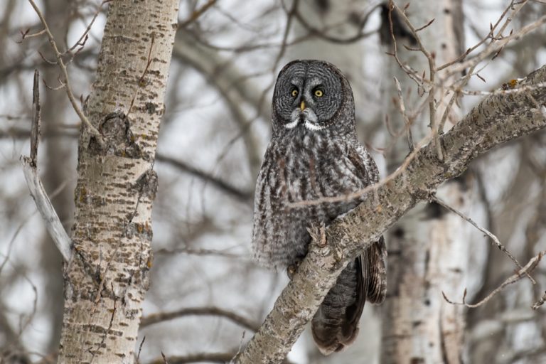 Great Grey Owl for web 7170