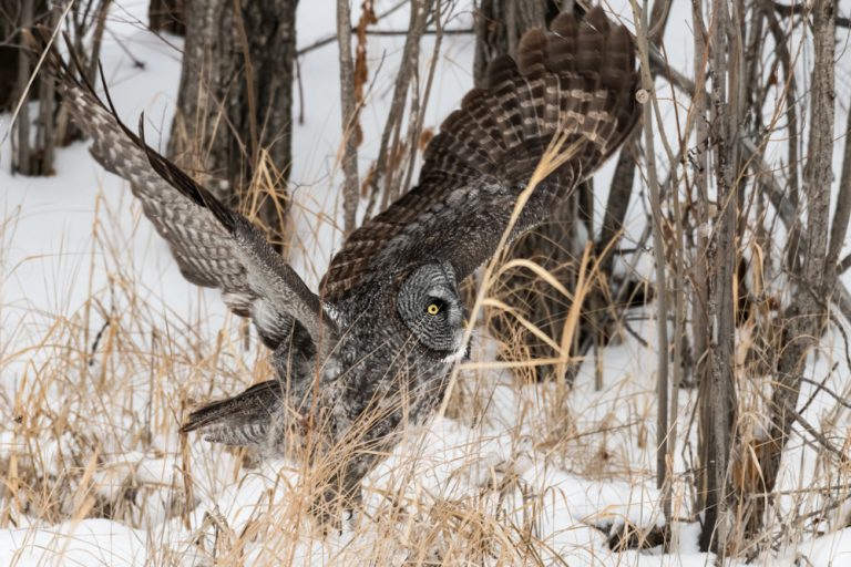 Great Grey Owl for web 7274