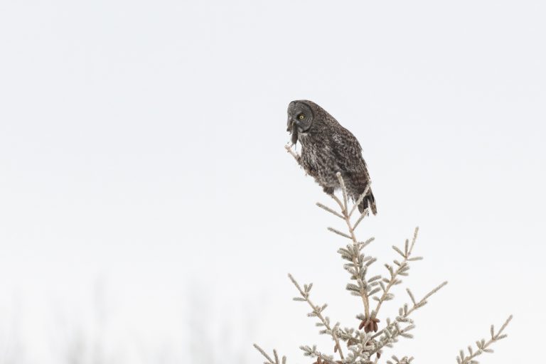 Great Grey Owl for web 7877