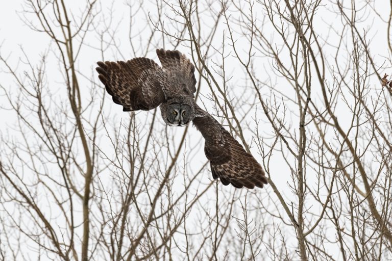 Great Grey Owl for web 8342