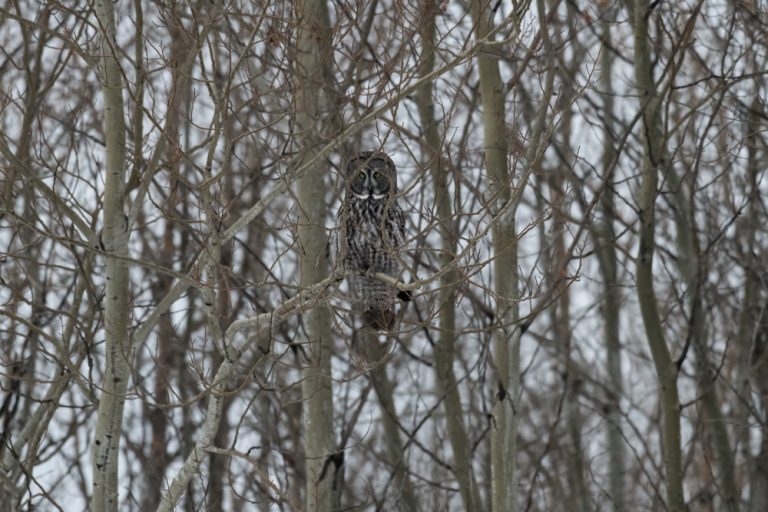 Great Grey Owl for web 8371