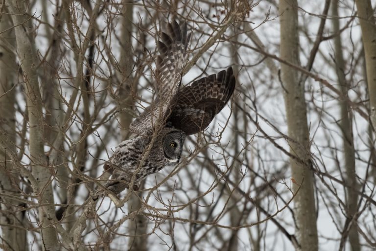 Great Grey Owl for web 8379