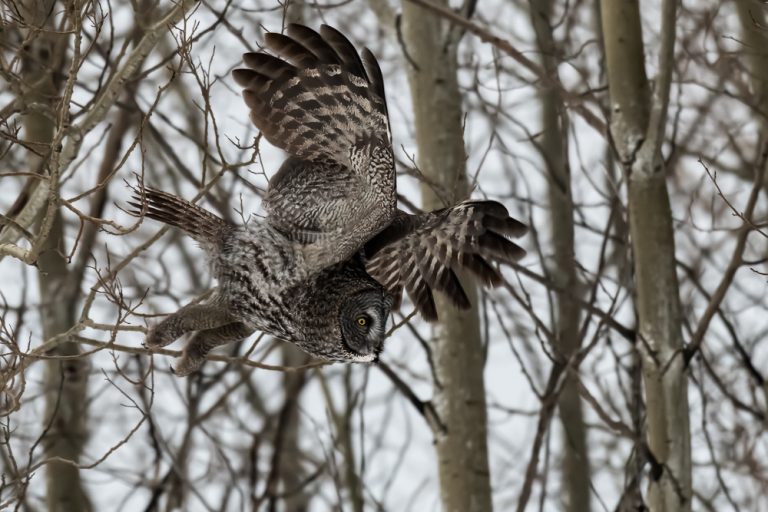 Great Grey Owl for web 8381