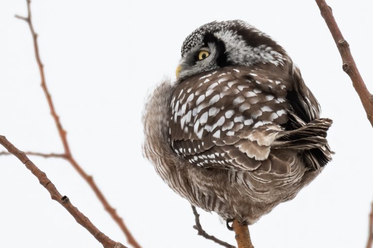 Northern Hawk Owl 4756 for web