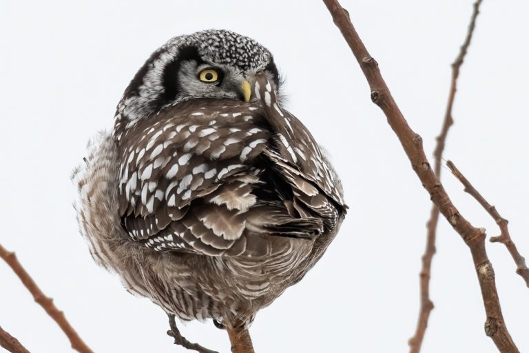 Northern Hawk Owl 4836 for web