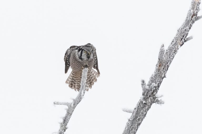 Northern Hawk Owl 7820for web