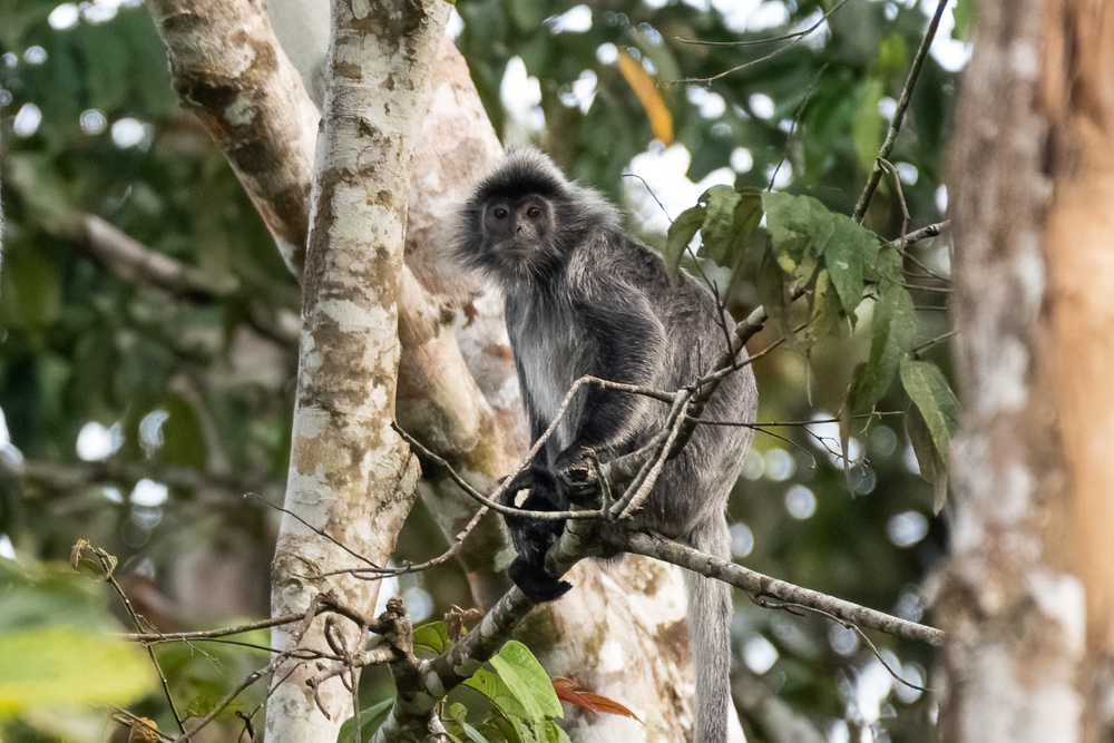 Silver Langur (1 of 1)