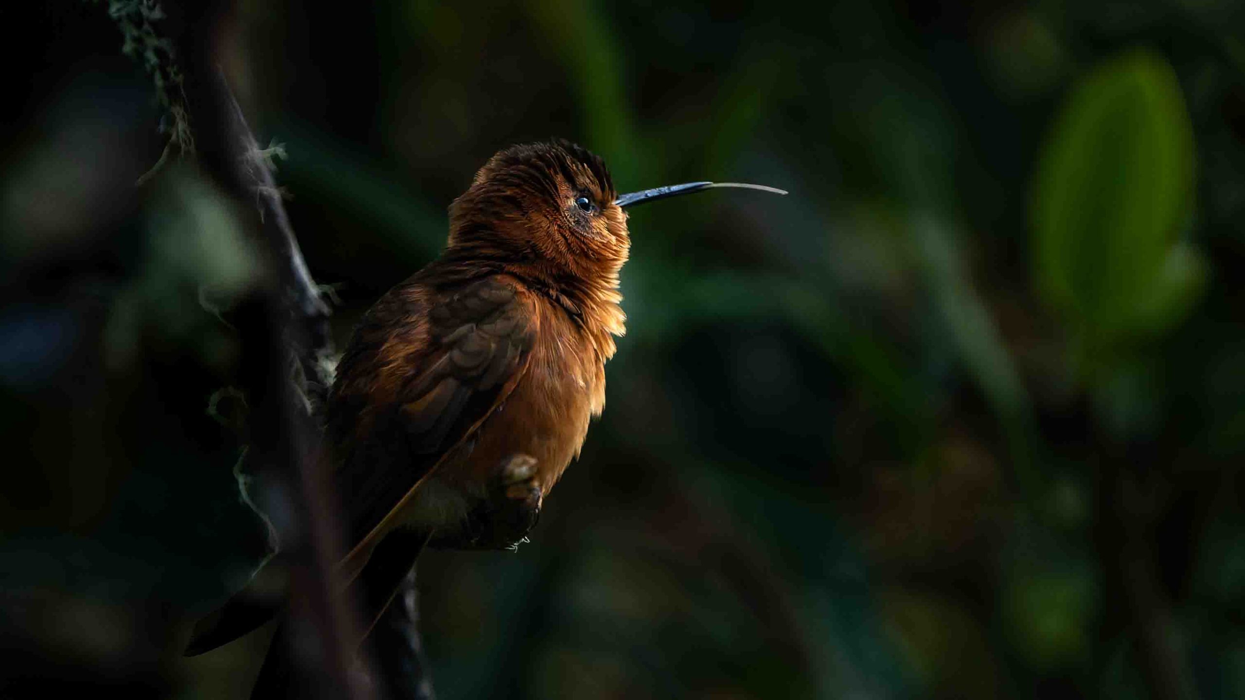 Hummingbird for web 7407671