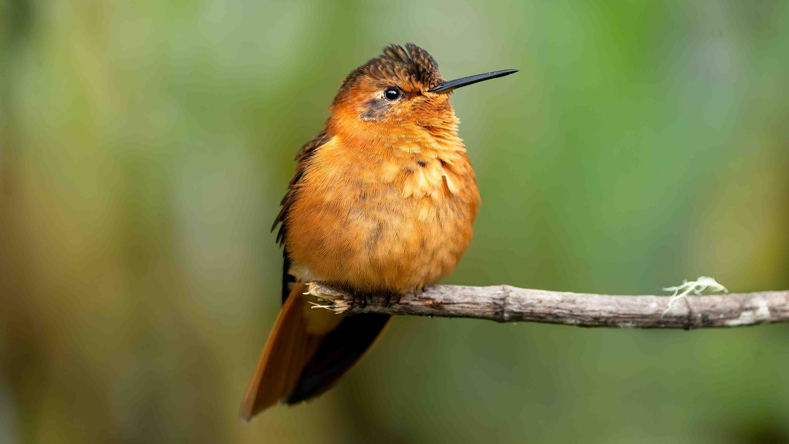 Hummingbird for web 7407759