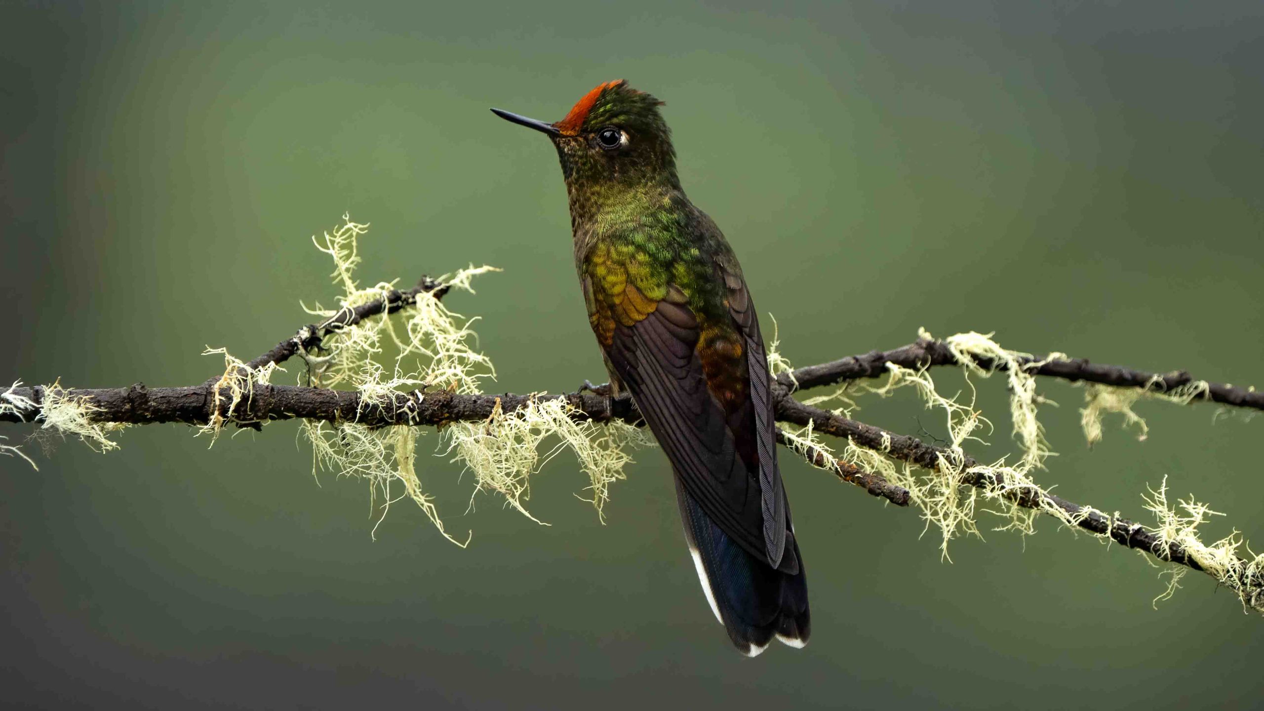 Hummingbird for web 7407839