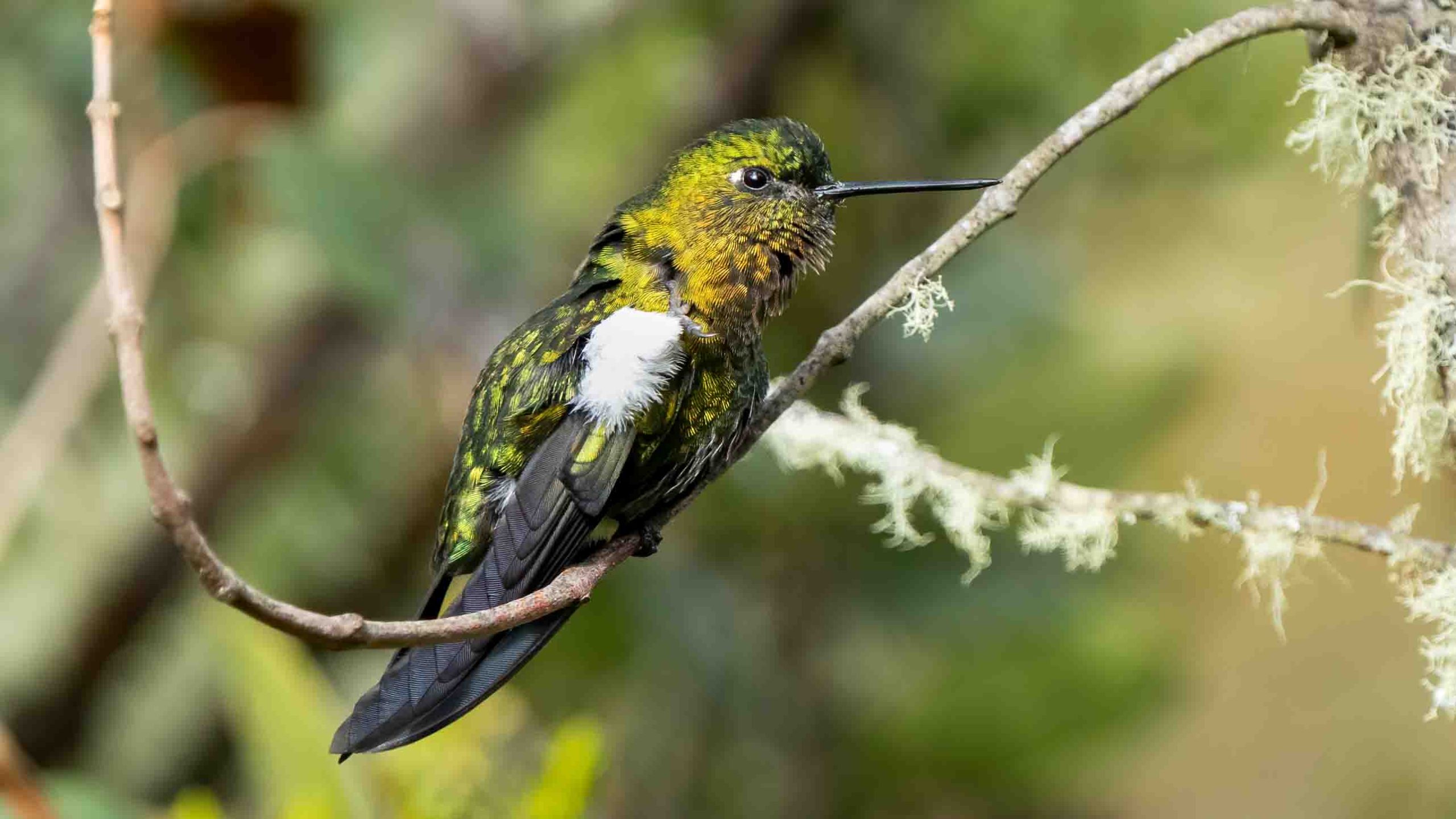 Hummingbird for web 7407883