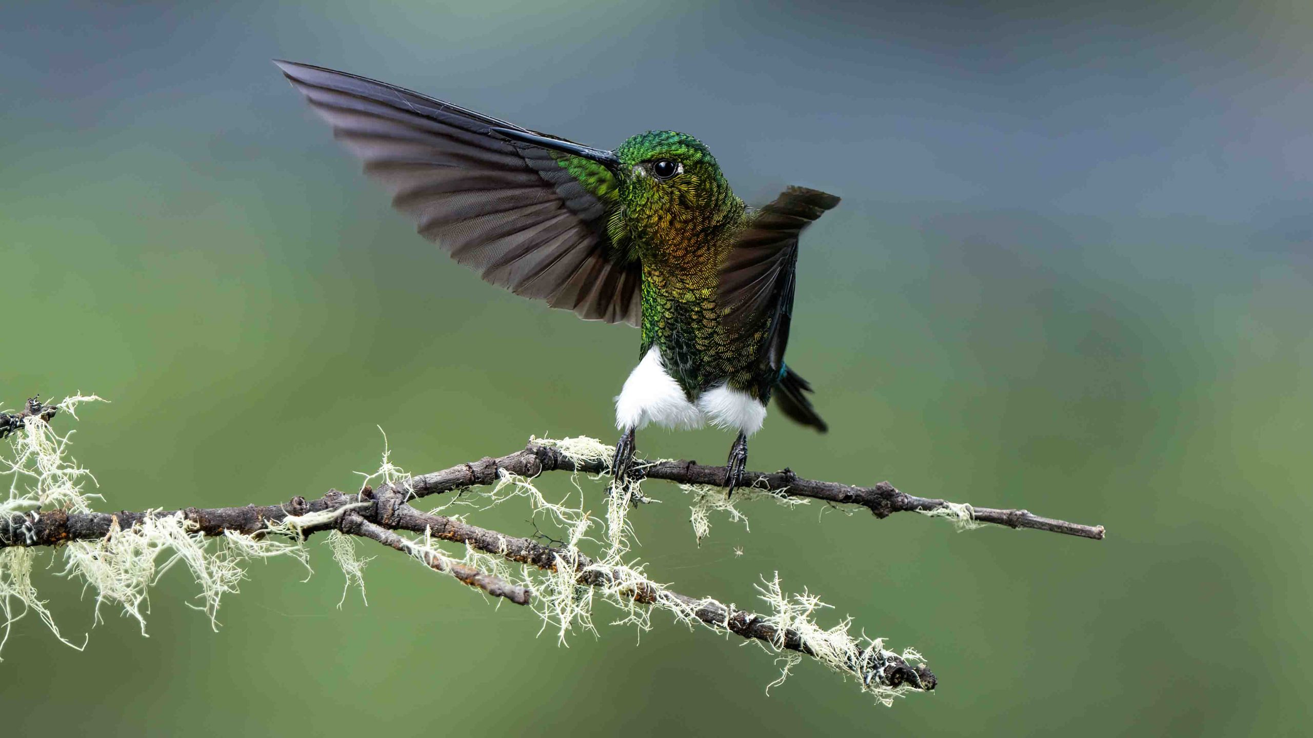 Hummingbird for web 7407984