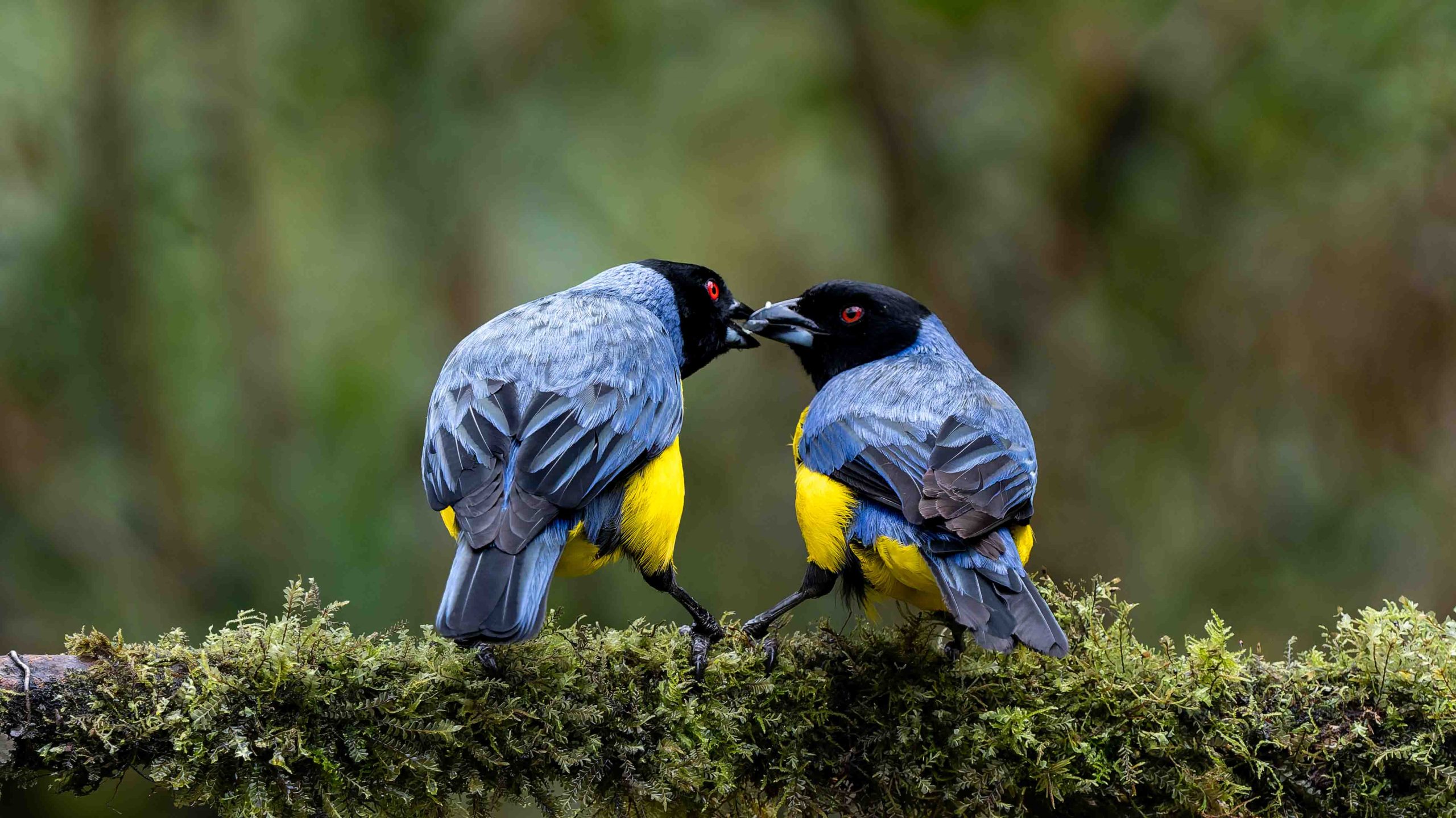 Hummingbird for web 7407992